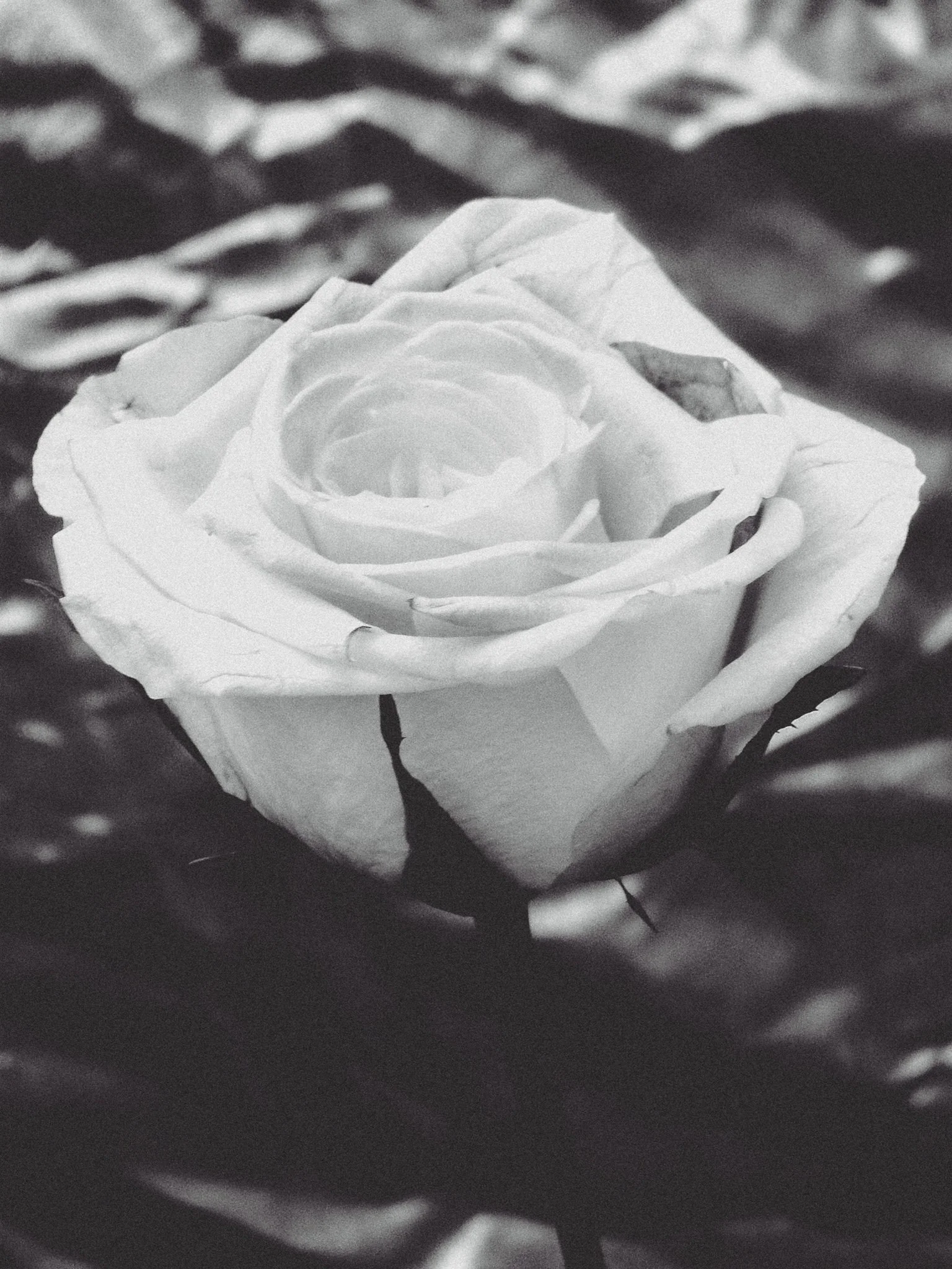A close-up black and white photo of a blooming white rose surrounded by dark leaves.
