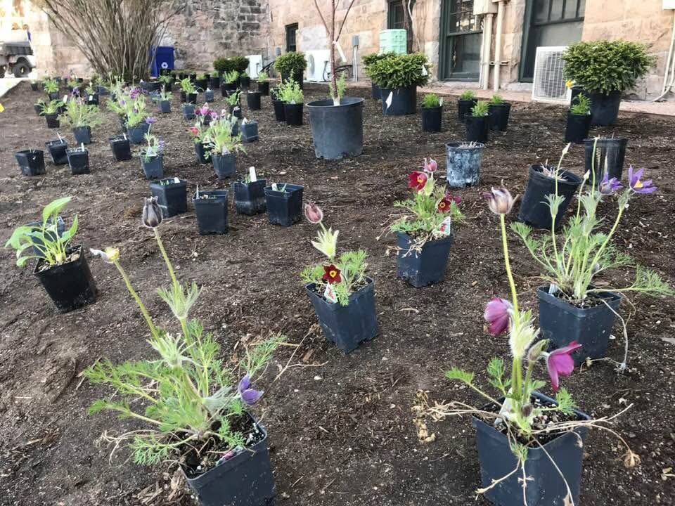 plants about to be planted