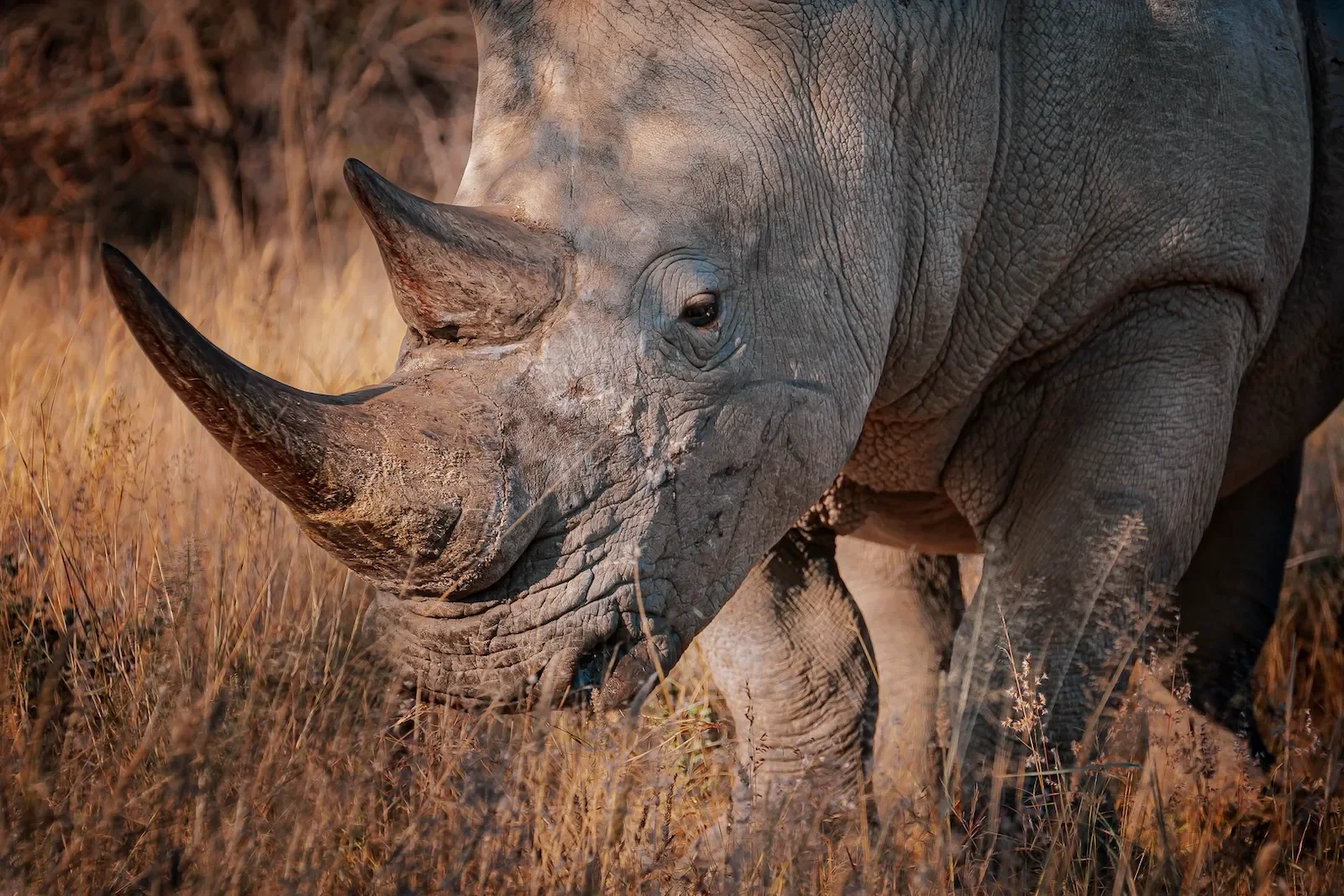 Close-up of a rhinoceros walking through dry grass in a natural environment.