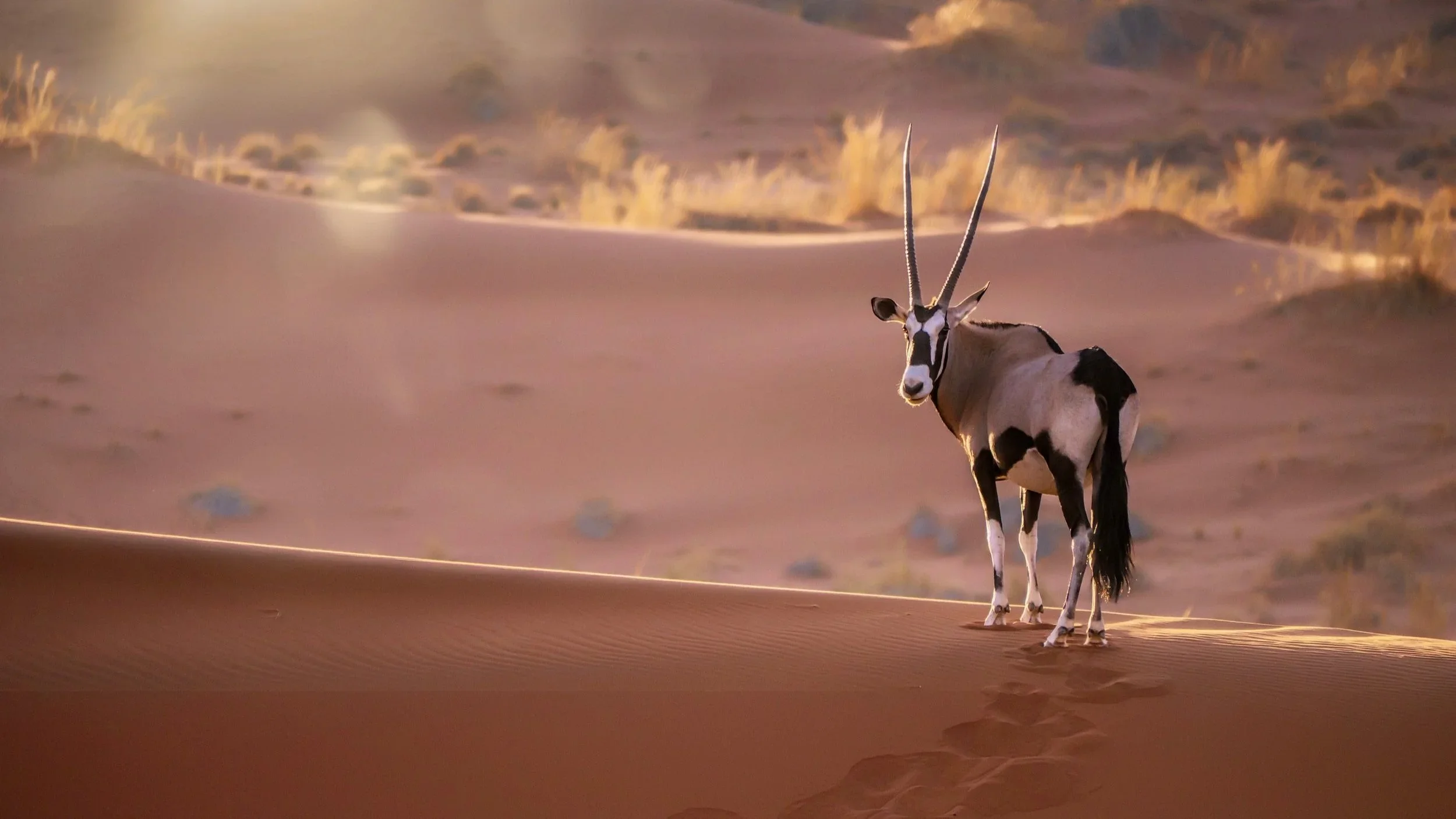 An oryx with long, straight horns standing on sand dunes in a desert at sunset.
