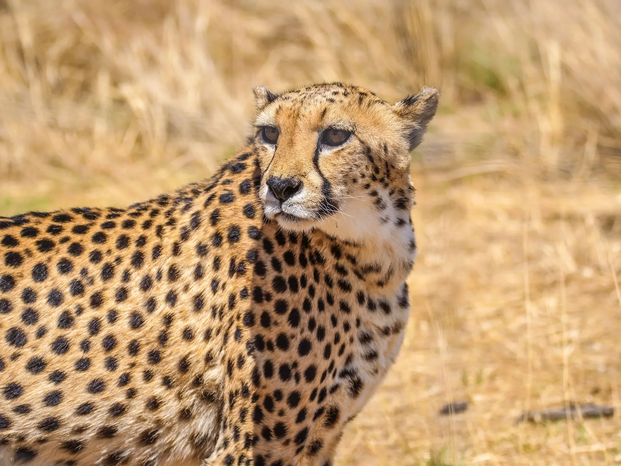 Close-up of a cheetah with a background of dry grass.