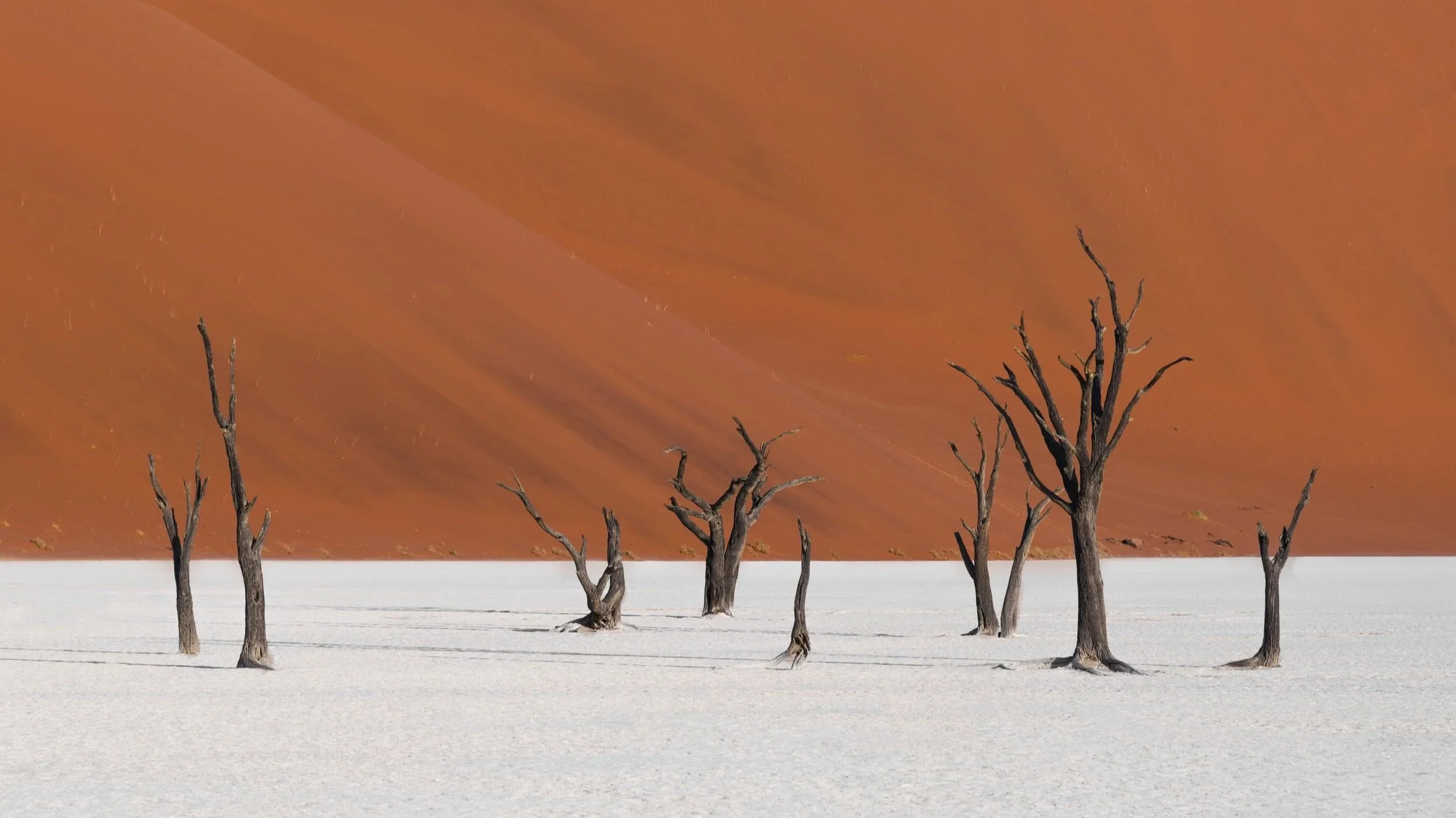 Dead trees standing on white salt flats with a red sand dune in the background.