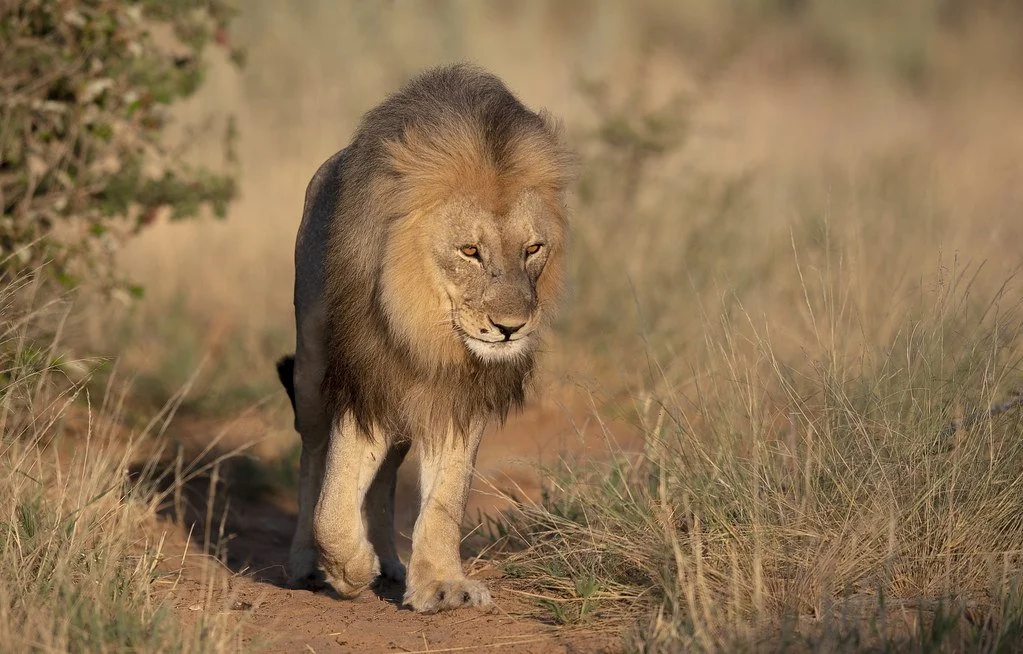 A lion walking through a grassy savannah.