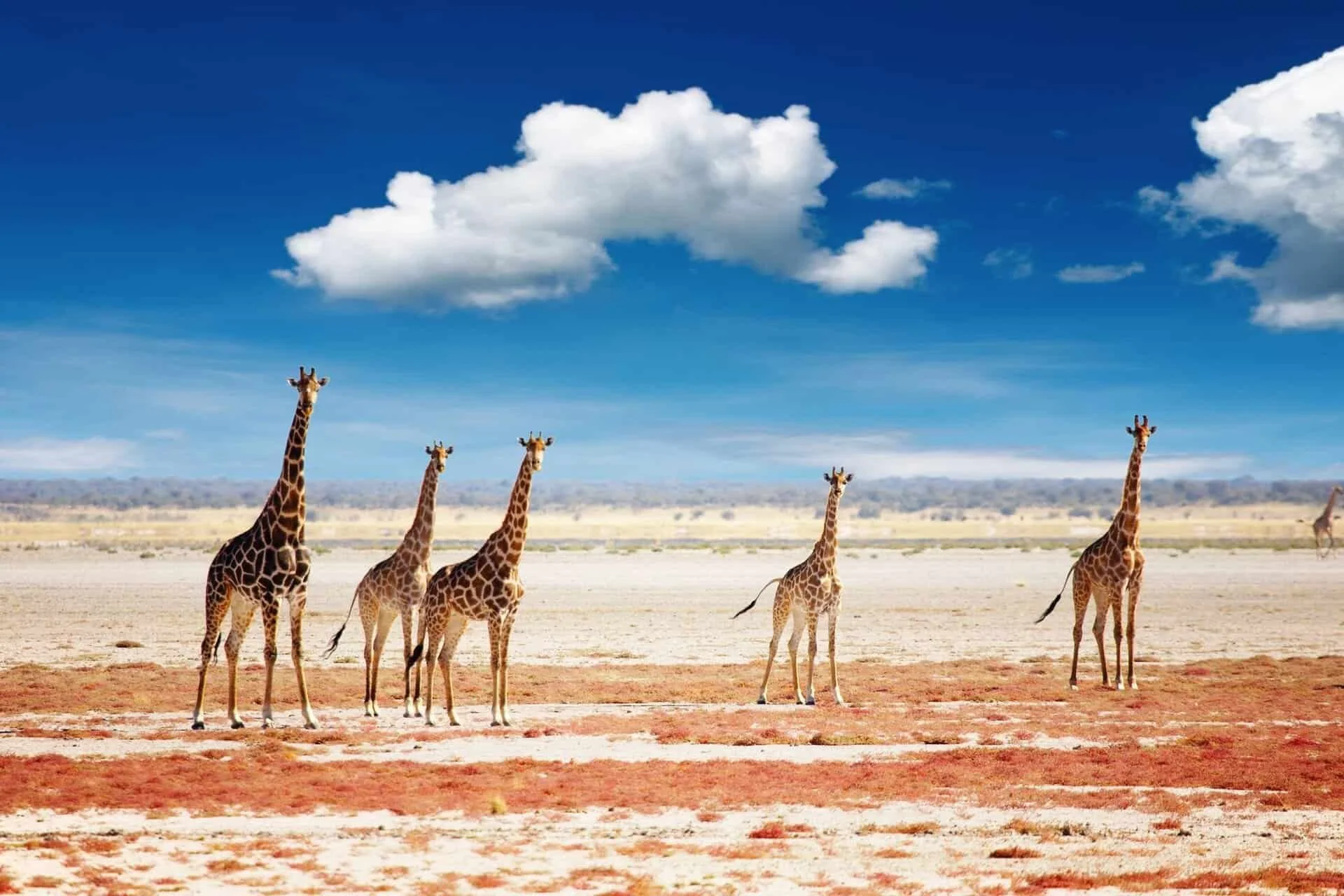 A group of five giraffes standing on the desert with a blue sky and white clouds overhead.