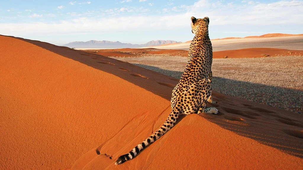 A cheetah sitting on a sand dune in a desert landscape with mountains in the background.