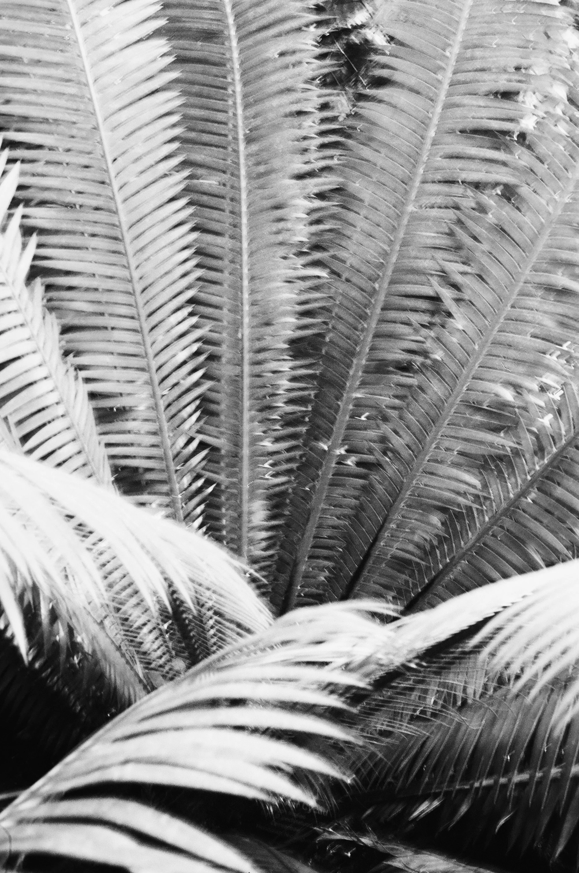 FullSizeRender_VSCO 4.JPG