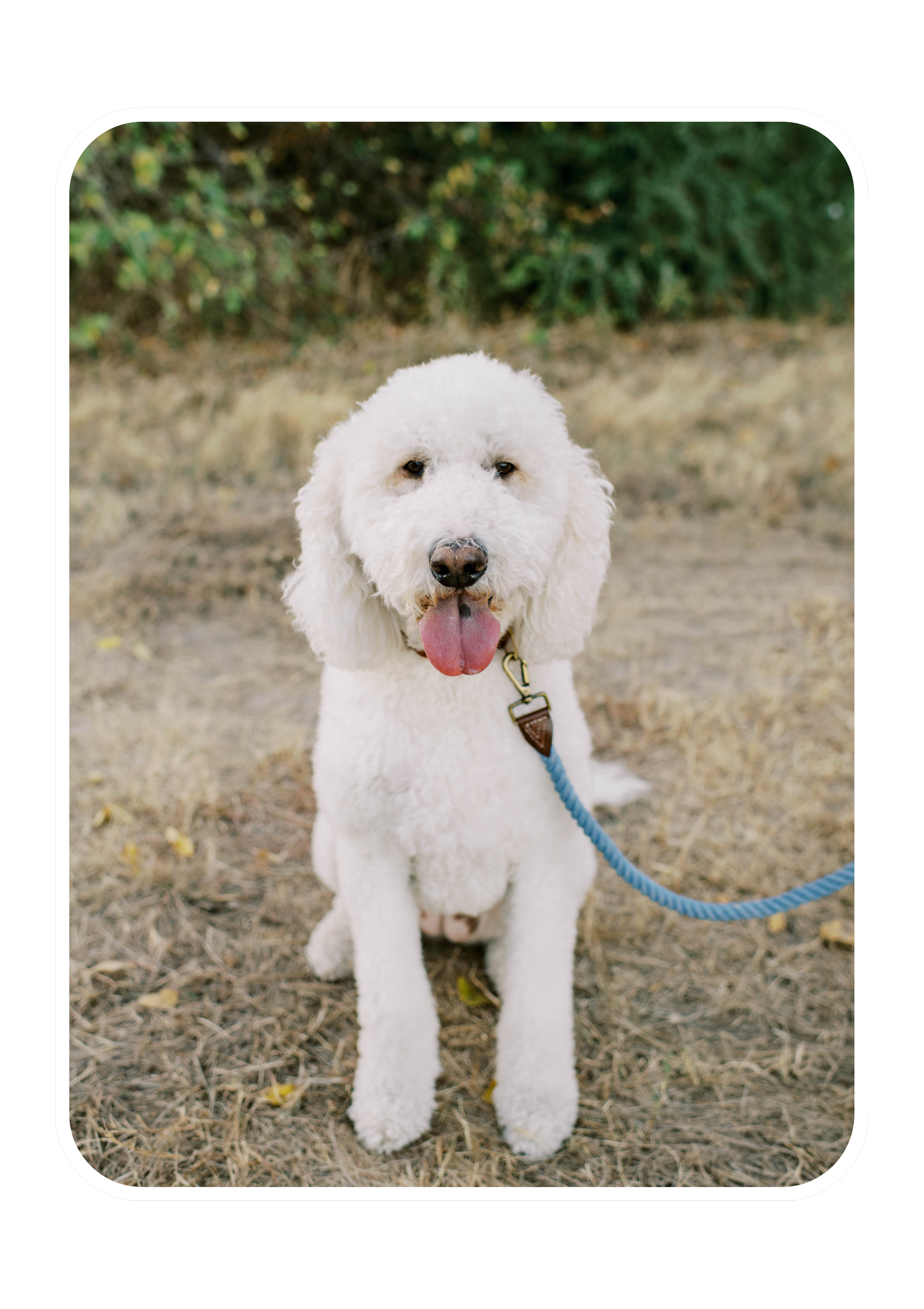 A white, curly-haired dog sitting outdoors on dry grass, on a blue leash, with trees in the background.