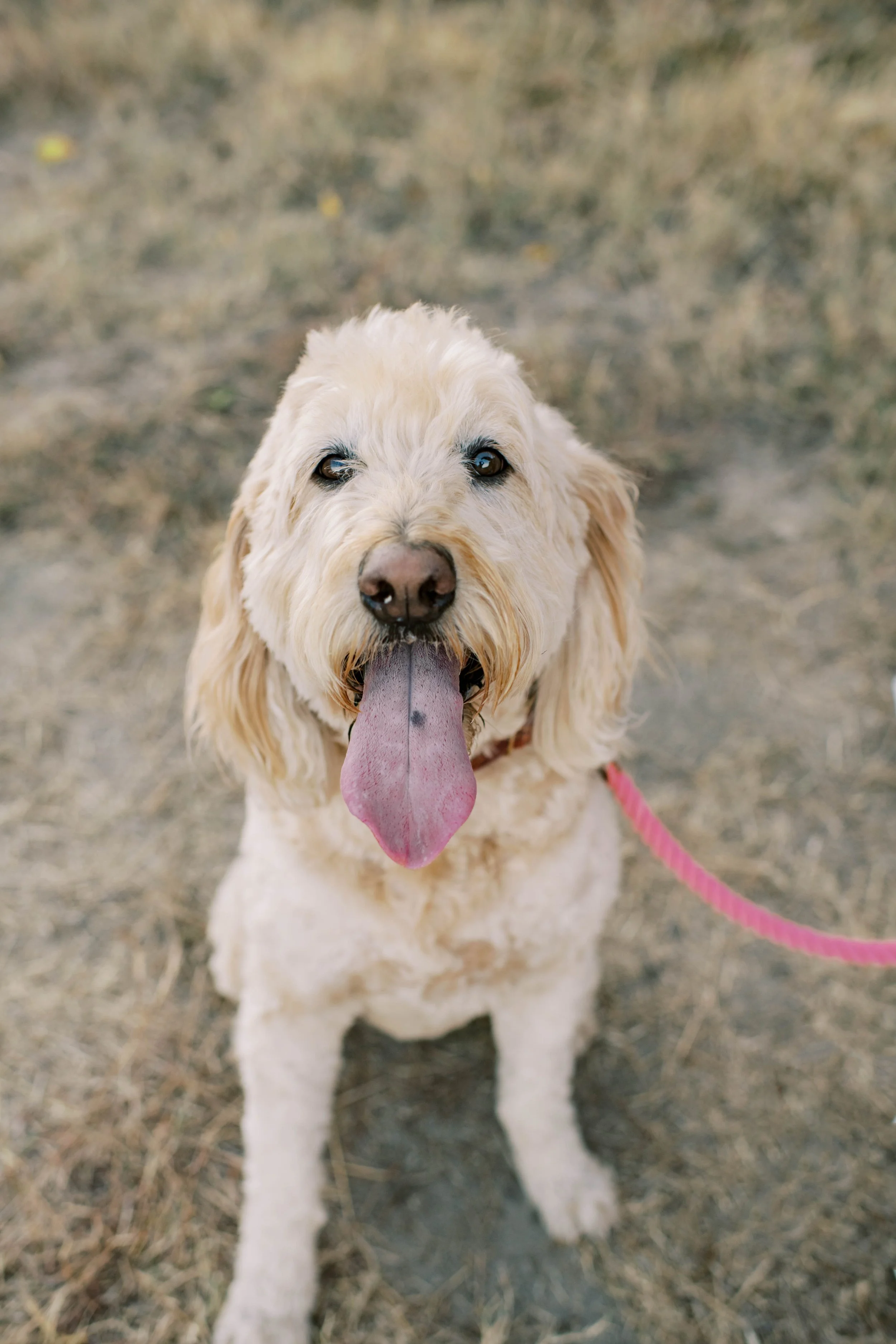 A happy, cream-colored dog with floppy ears and a pink leash, sitting on a dirt and grass surface, with its tongue out and looking at the camera.