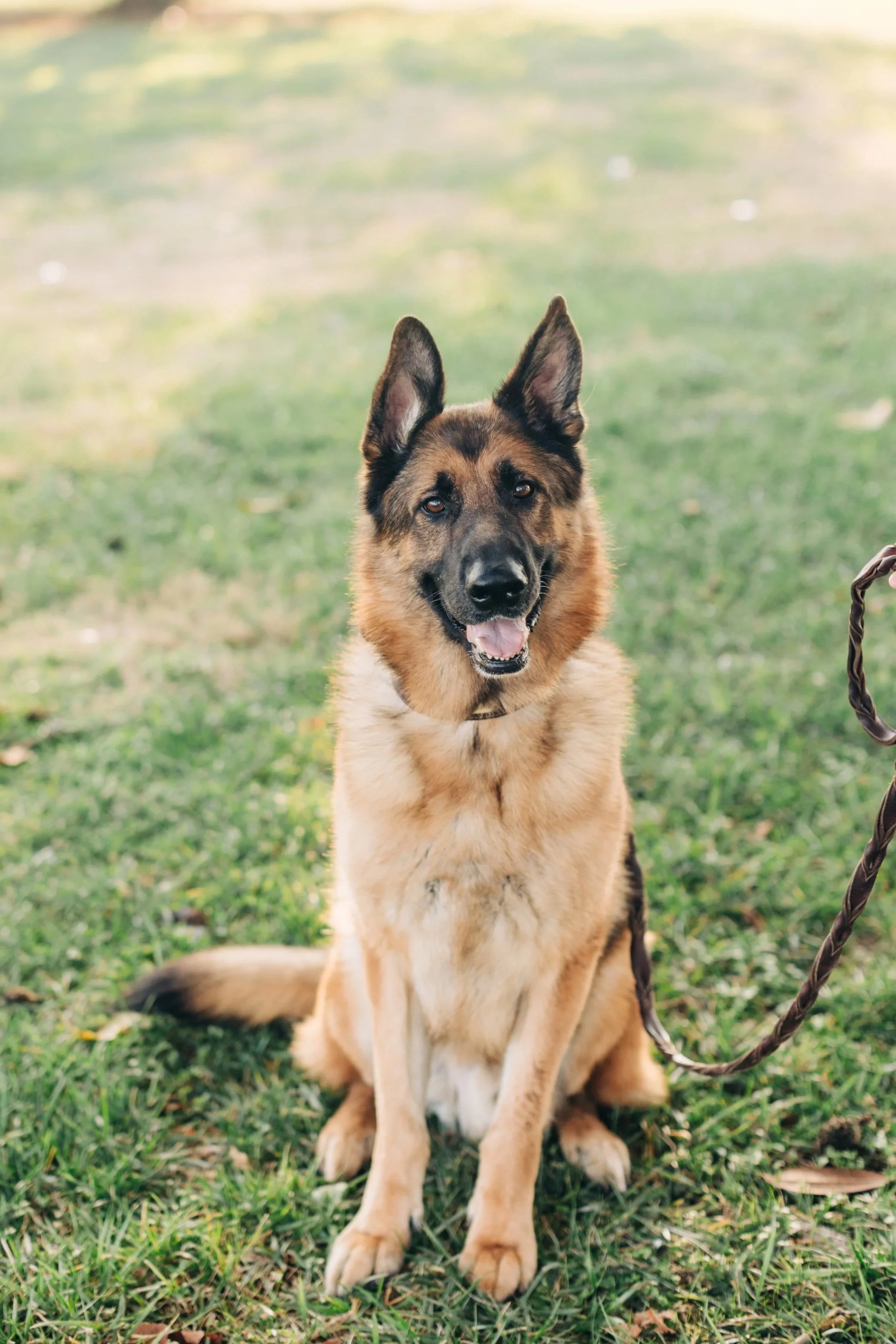 A happy Belgian Malinois dog sitting on grass in a park, looking at the camera with a leash attached to its collar.