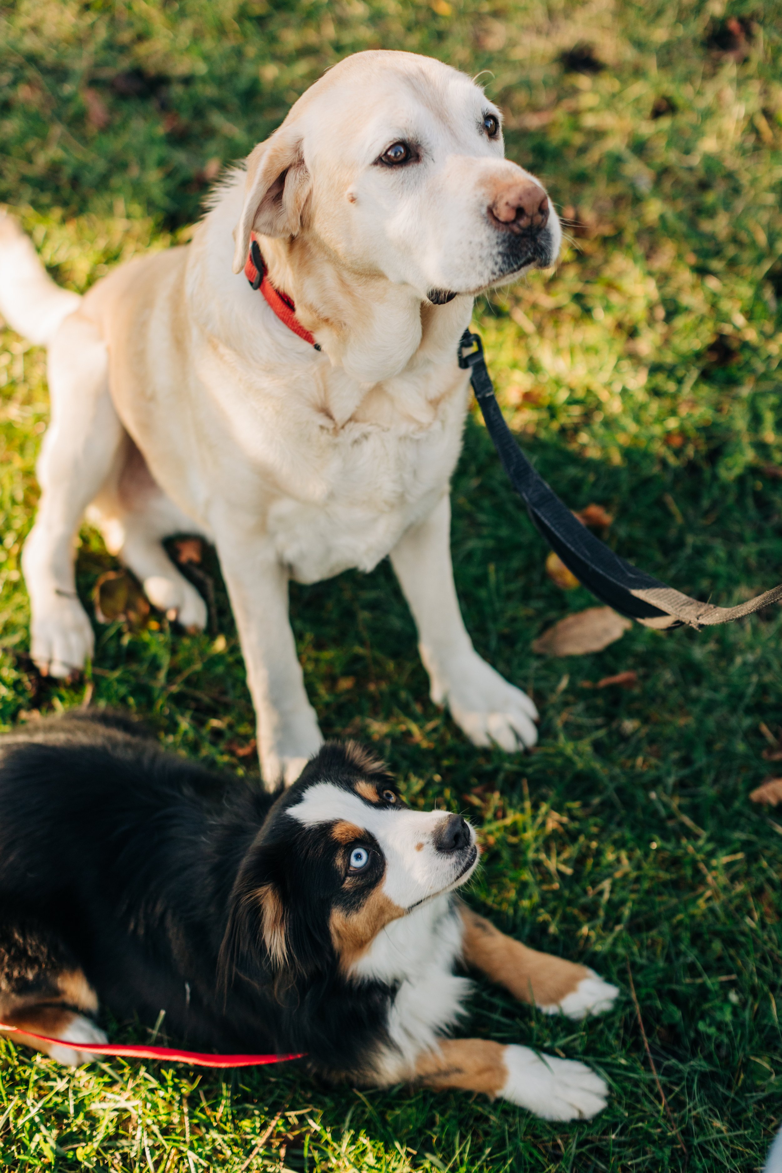 A Labrador Retriever and an Australian Shepherd puppy outdoors on grass, with the Labrador sitting and the Australian Shepherd lying down, both looking attentively up.