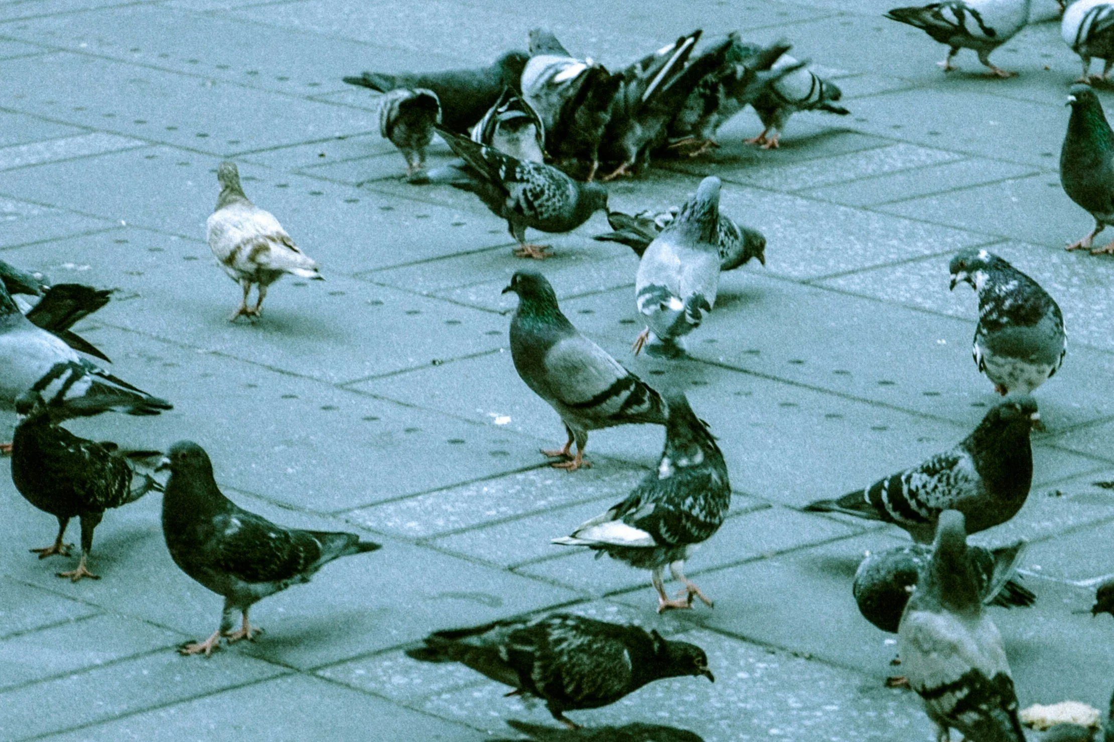 Pigeons gathered on a paved sidewalk.
