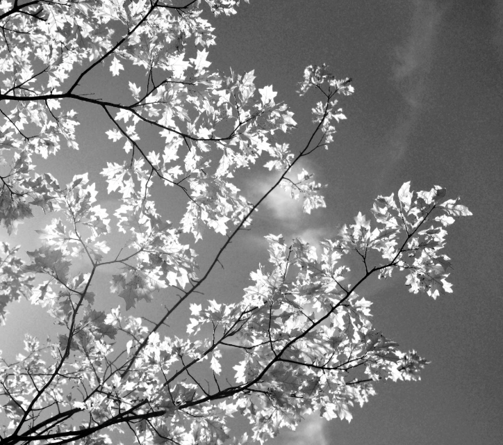 Tree leaves against a cloudy sky in black and white