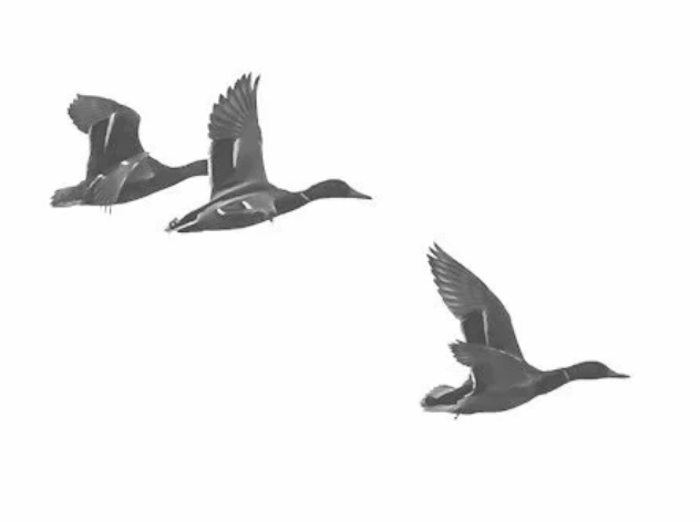 Three black and white ducks in flight aiming to the right