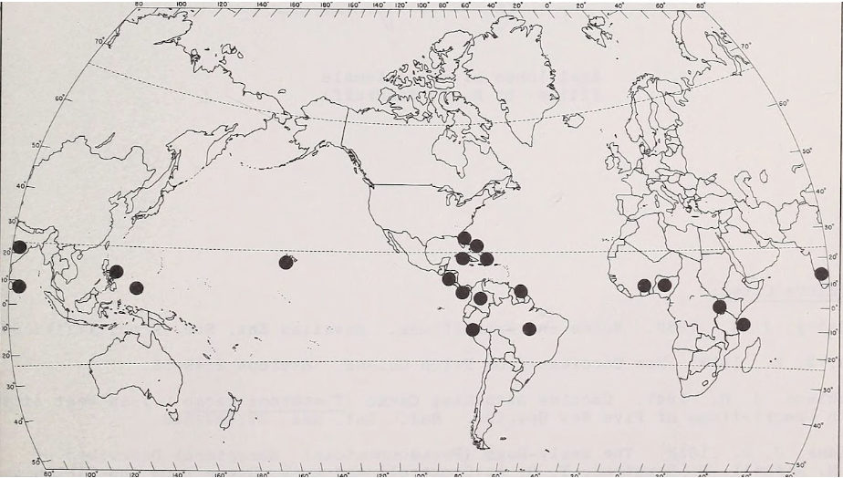 A stylized map of the globe showing Coffee producing regions of the world with dots over many countries along the Equator
