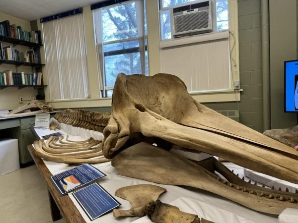 On July 30, 2023, a baby sperm whale was found washed up on the Duxbury Beach Reservation. Katherine Doyle, the collections manager of the natural history collection at the University of Massachusetts, received a call about this matter and decided to