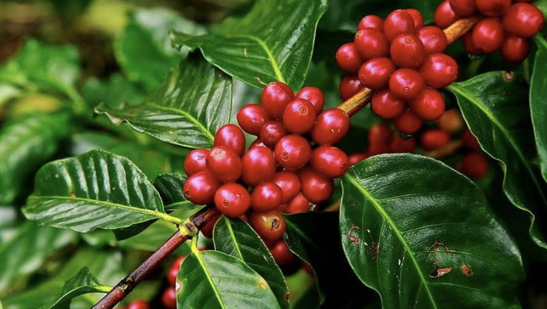 Three bushels of red coffee beans on the branch surrounded by green leaves