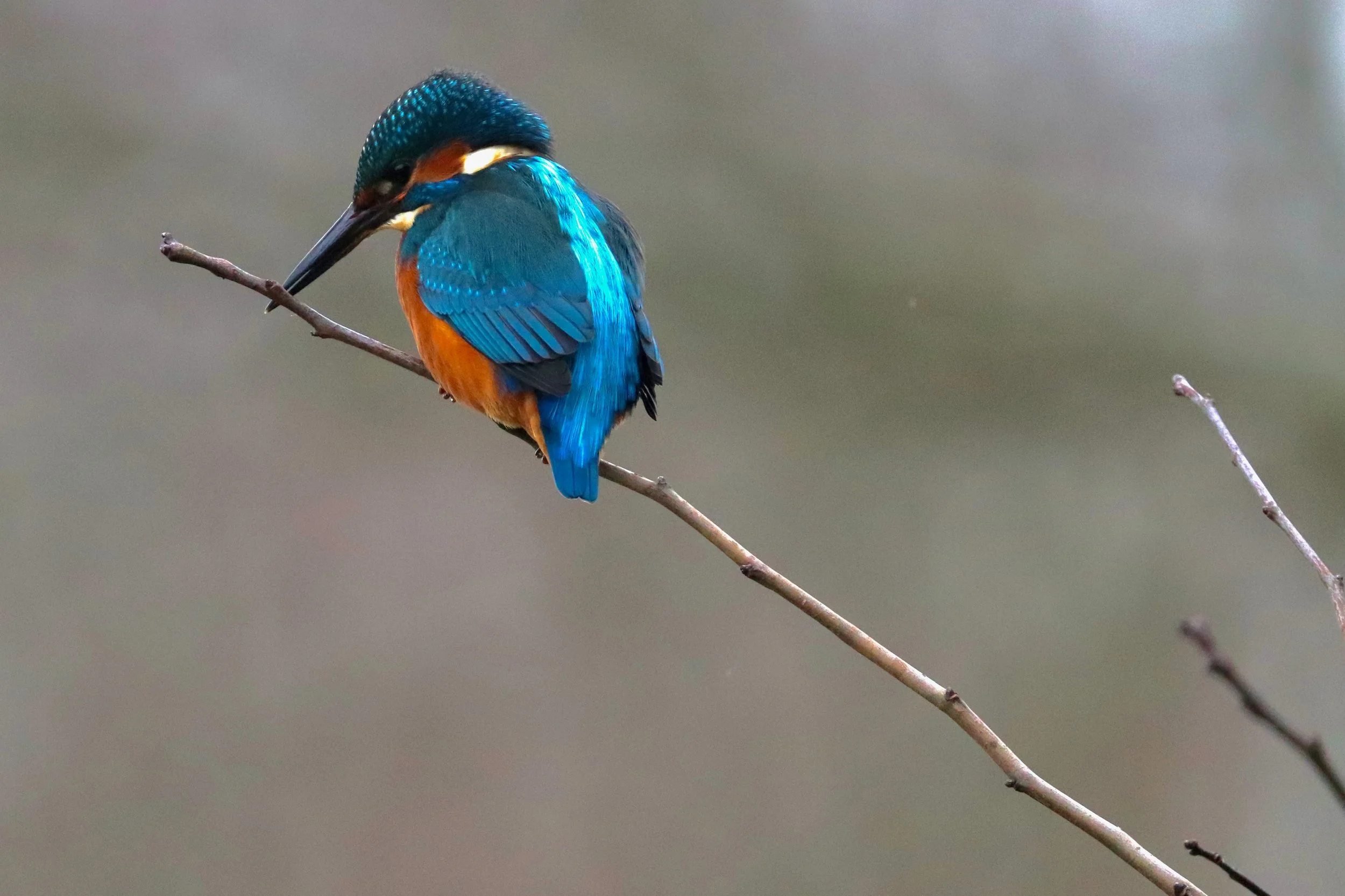 A colorful kingfisher bird perched on a thin, leafless branch, preening itself against a blurred natural background.