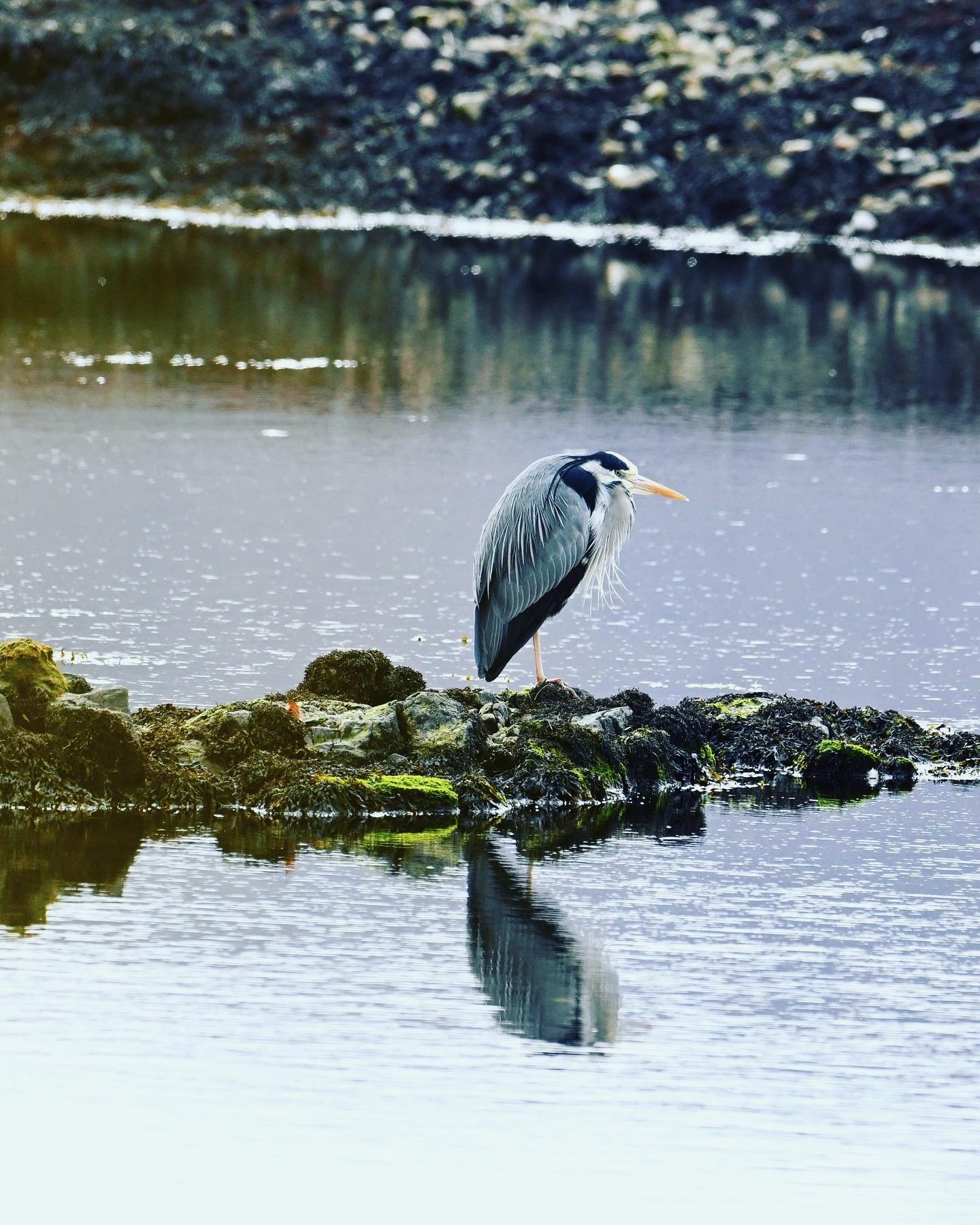 A heron standing on rocks in a body of water with its reflection visible, with a dark, rocky shoreline in the background.
