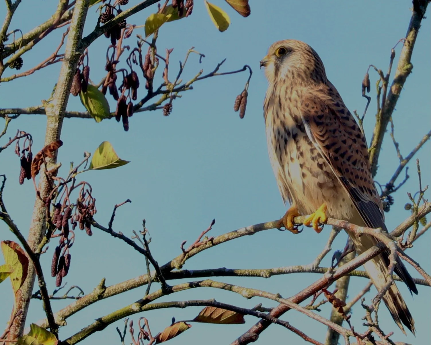 A kestrel perched on a branch of a leafless tree against a blue sky.