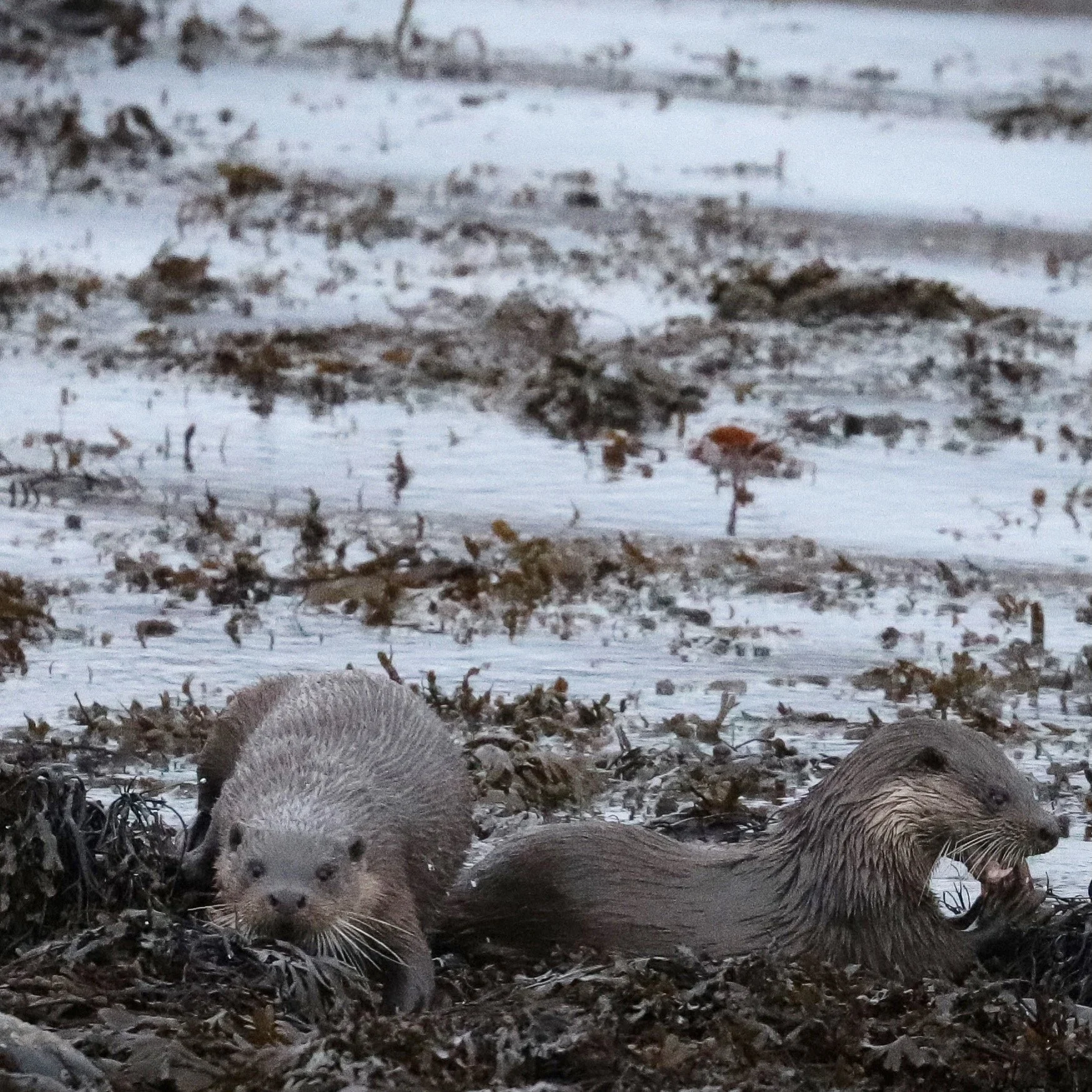 Two otters on a snowy shoreline, one sitting upright and the other lying down, surrounded by seaweed and ice.
