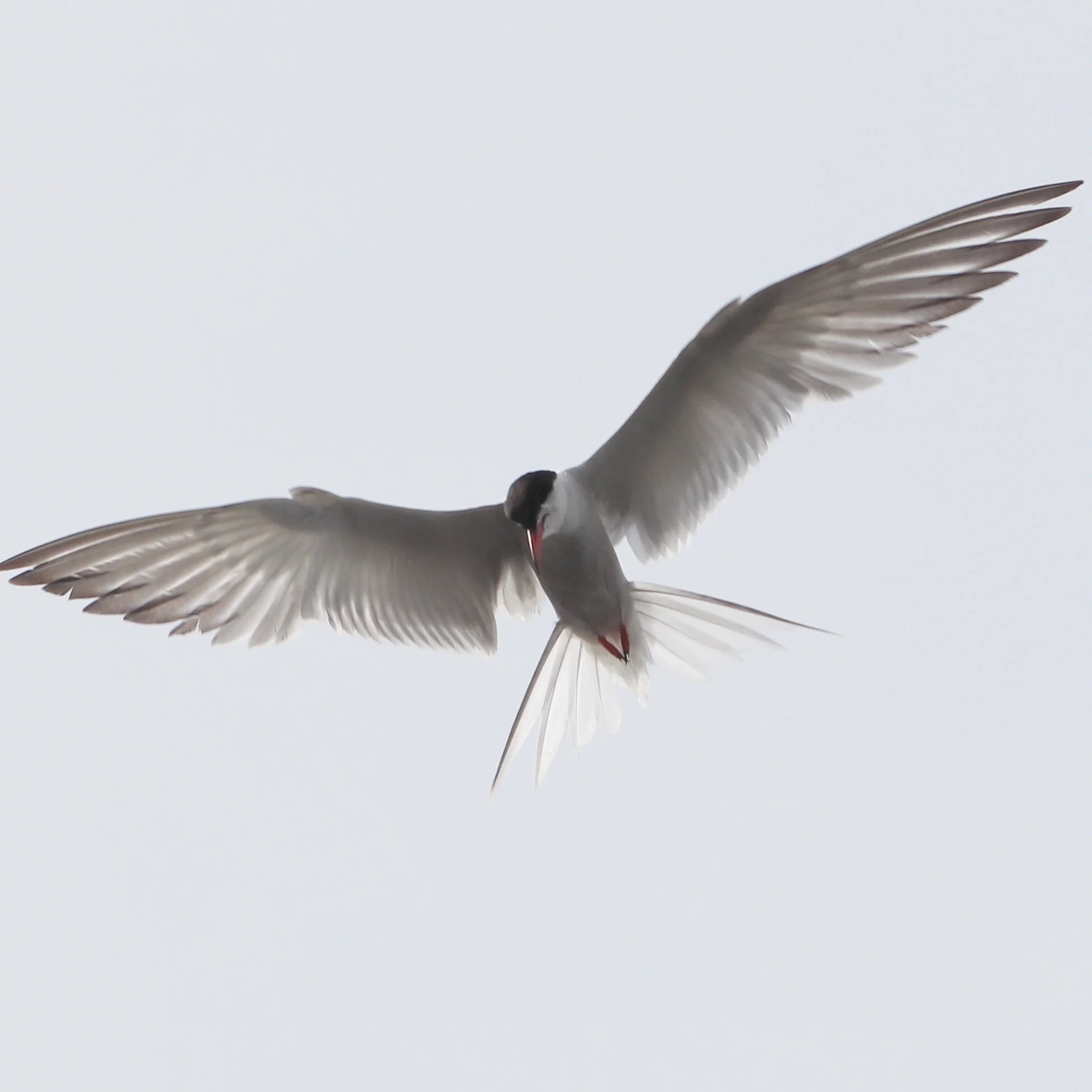 A flying white bird with black markings on its head and a red beak, soaring in the sky.