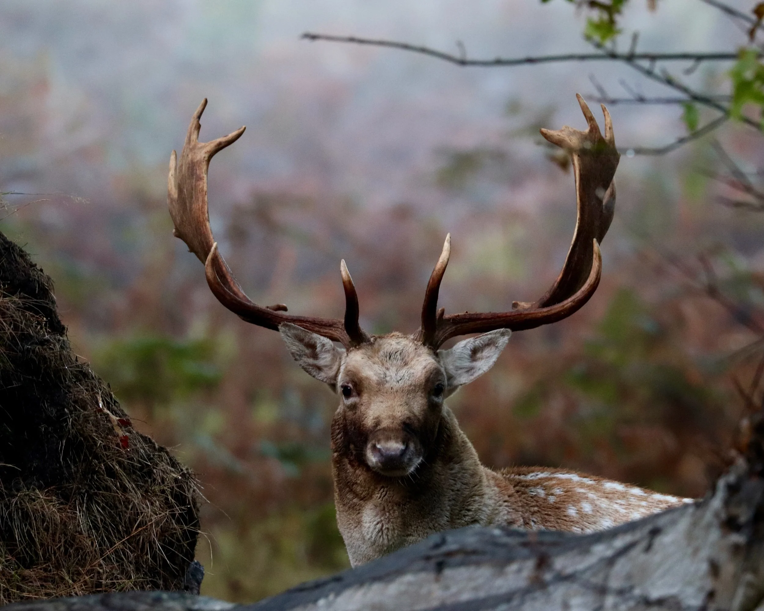 A deer with large antlers looking through a natural rocky landscape with a blurred background of trees and foliage.