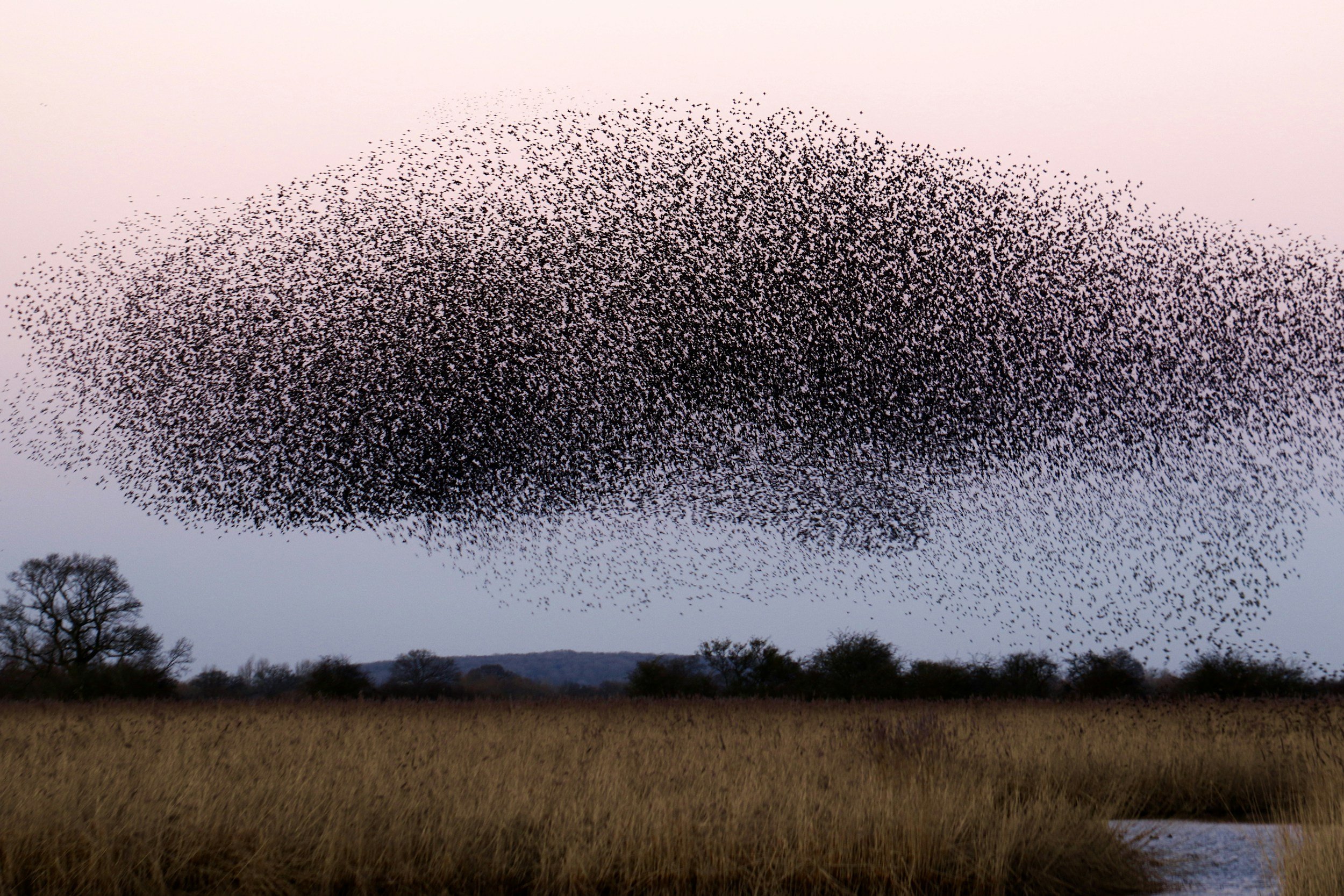 Large flock of birds migrating overhead in a V formation over a grassy field with trees in the background at sunset.