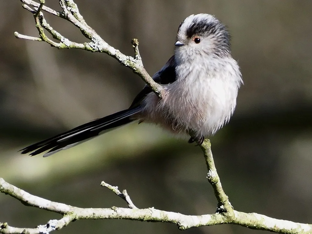 Very cute Long-Tailed Tit