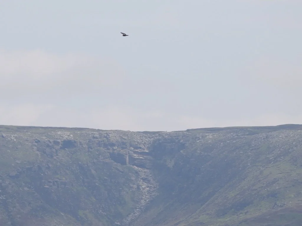 Almost a Clare Allen painting - Kestrel over Kinder Downfall
