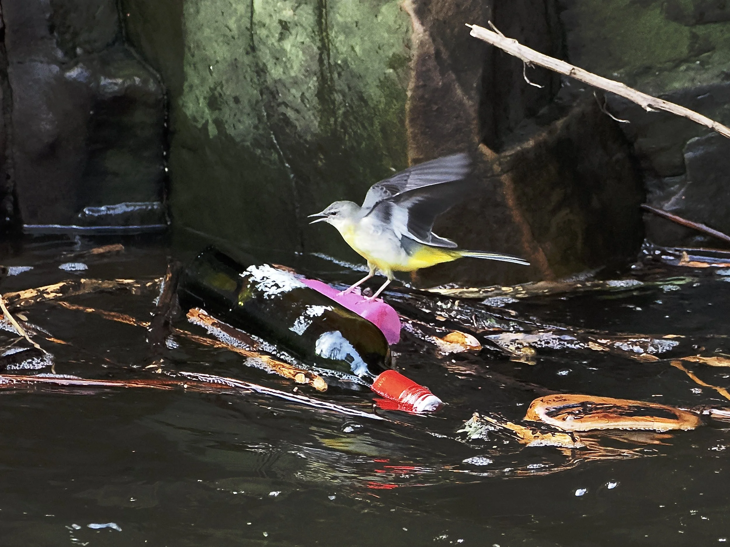 wagtail on rubbish.jpeg