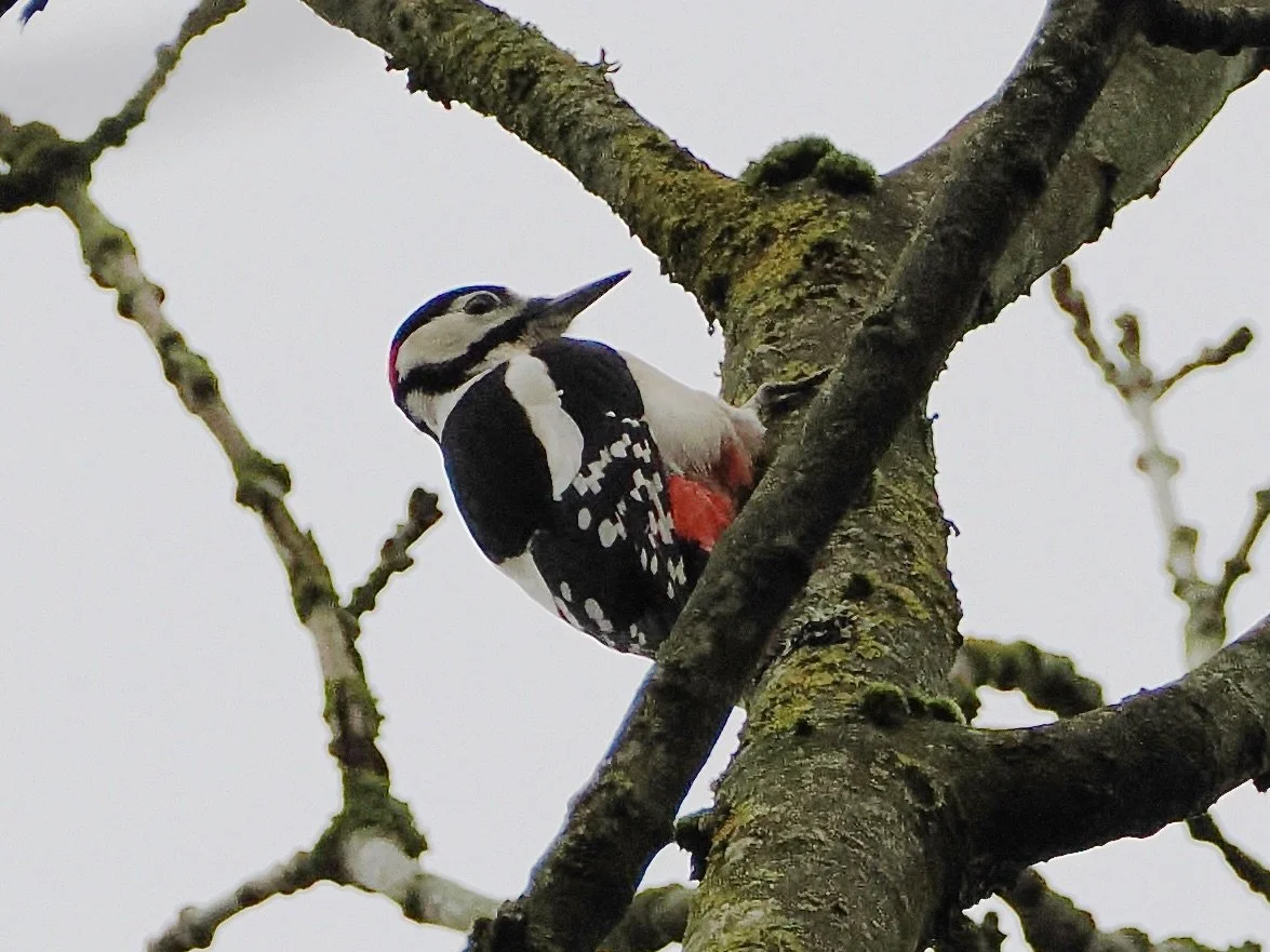 Beautiful Great Spotted Woodpecker, took a while for me to get a clear-ish shot