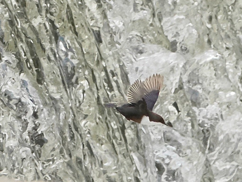 Dipper across waterfall.jpeg