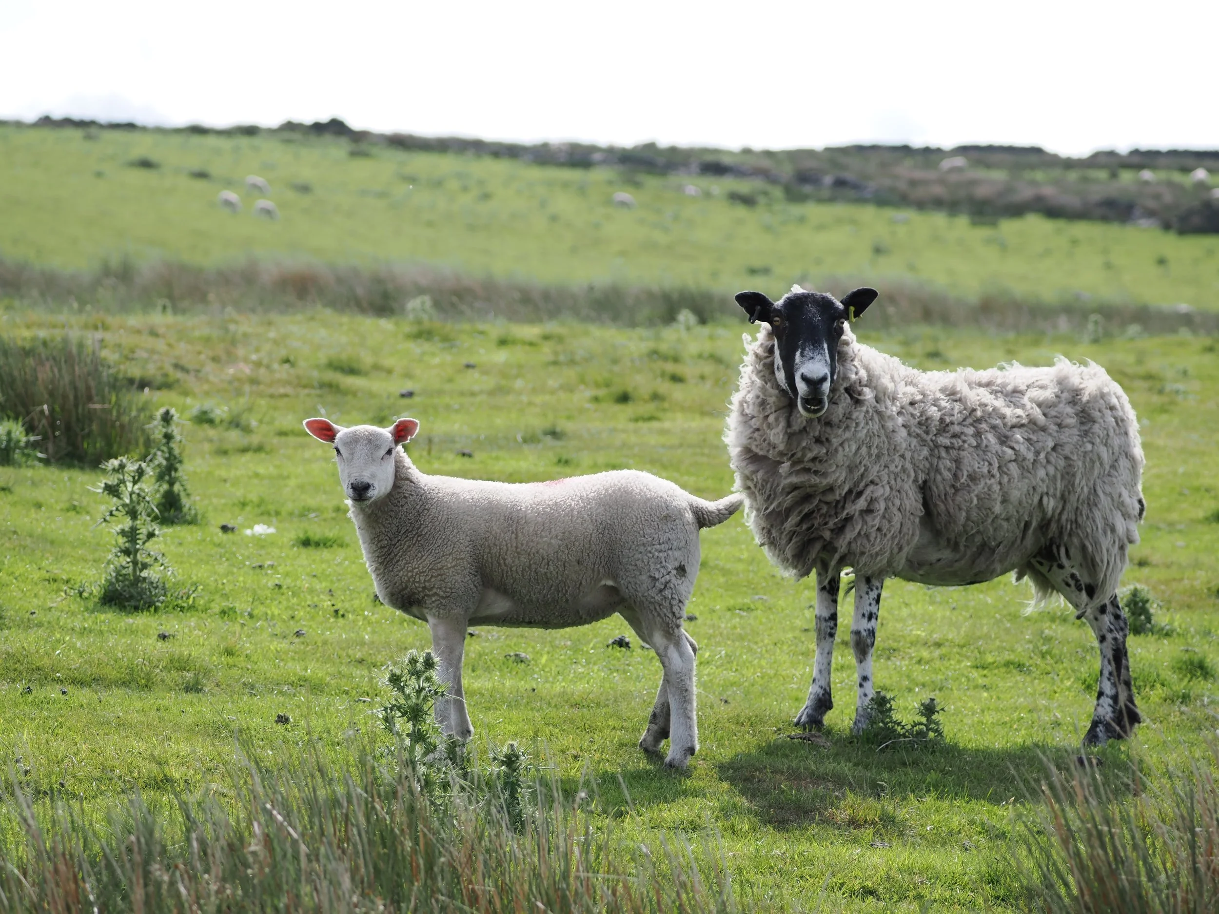 Watch out for ground nesting birds!