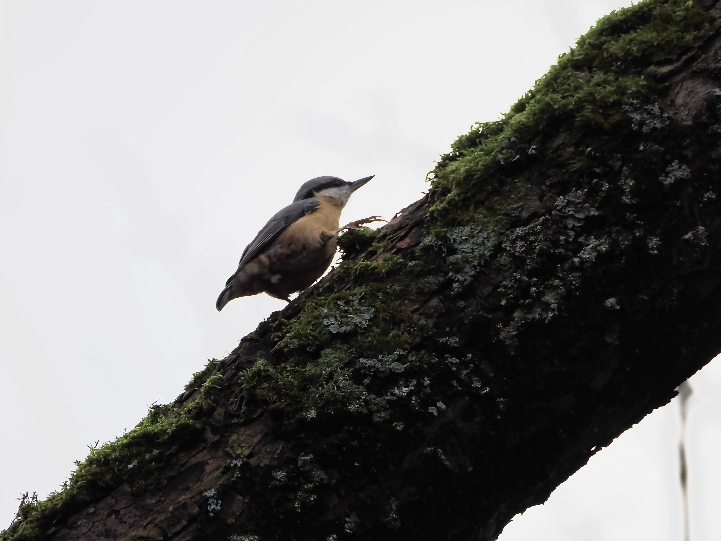 nuthatch.jpeg