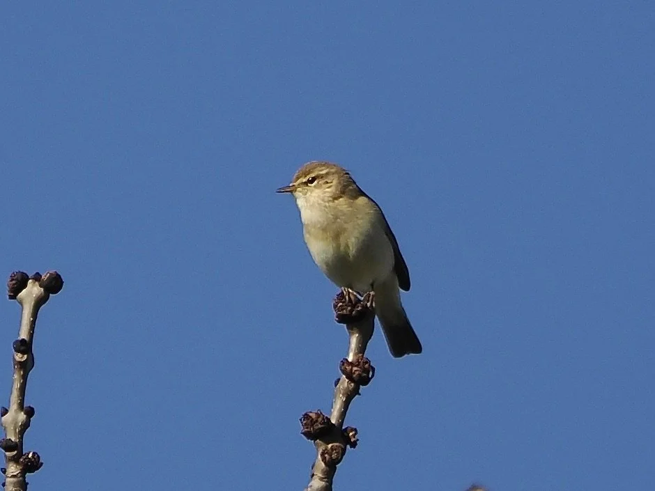 Chiffchaff