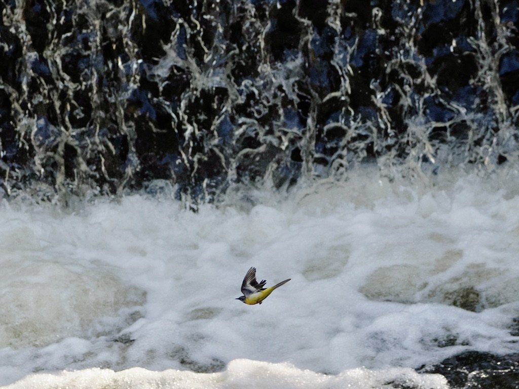 Brave Grey Wagtail taking on the Waterfall
