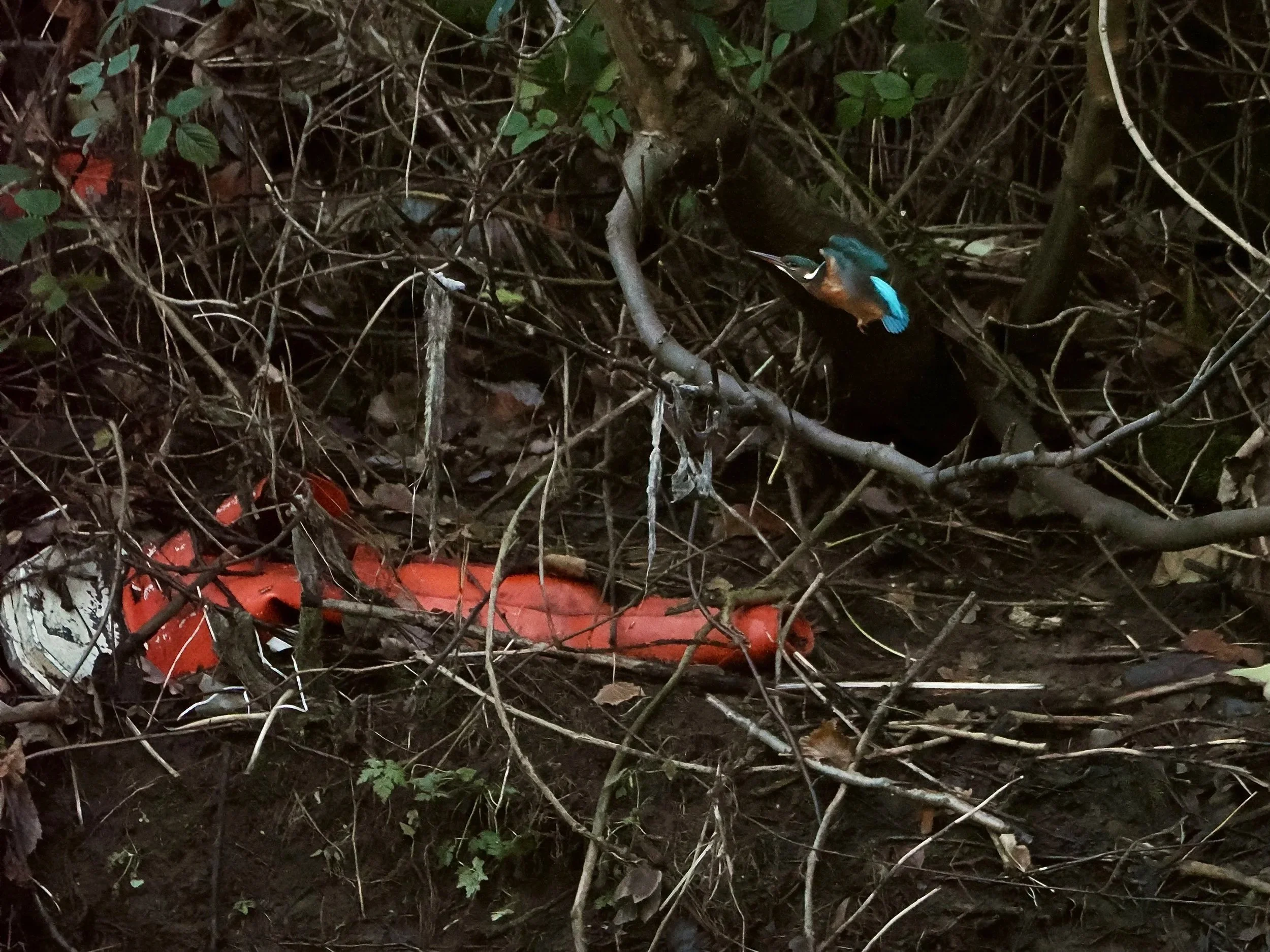 We need a good title for this image.  It is  a Kingfisher in New Mills, Peak Disrict, flying and fishing amongst a discarded traffic cone, and shredded plastic bags.