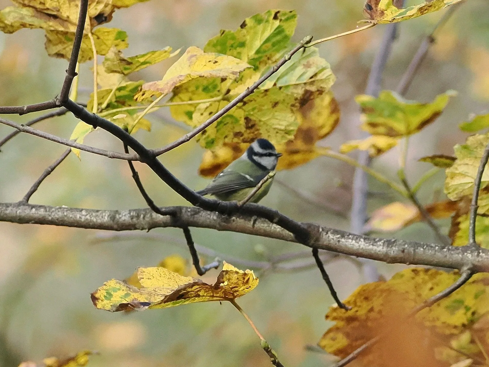 Autumn Blue-tit hiding from a Sparrowhawk
