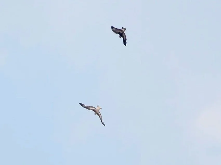 Buzzard in a Sky War with a Red Kite