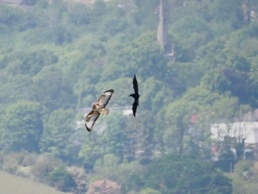 Buzzard and Crow dueling above New Mills