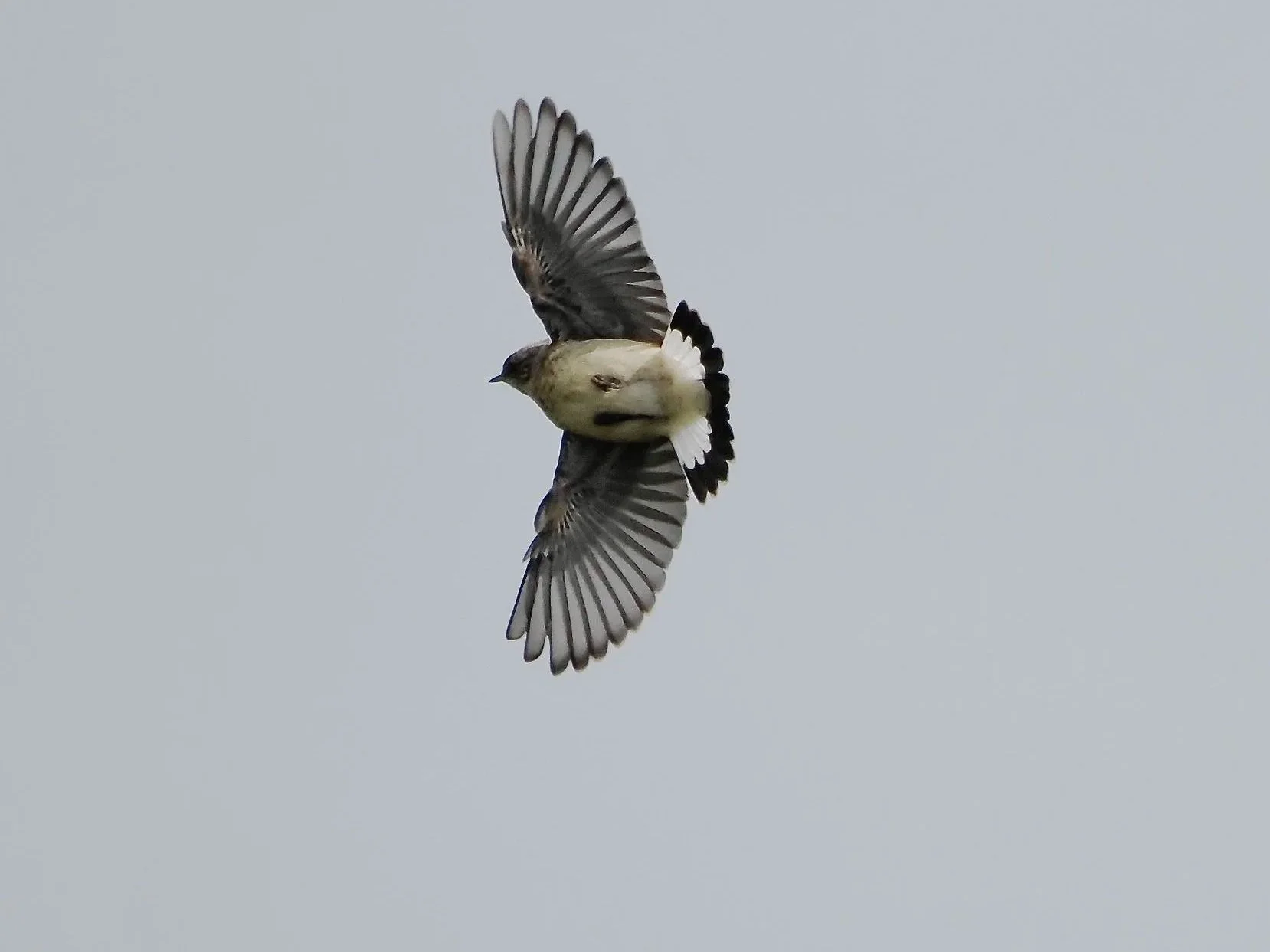 The Meadow Pippit looks so chic from underneath, and yet a very drab speckledy brown when still.