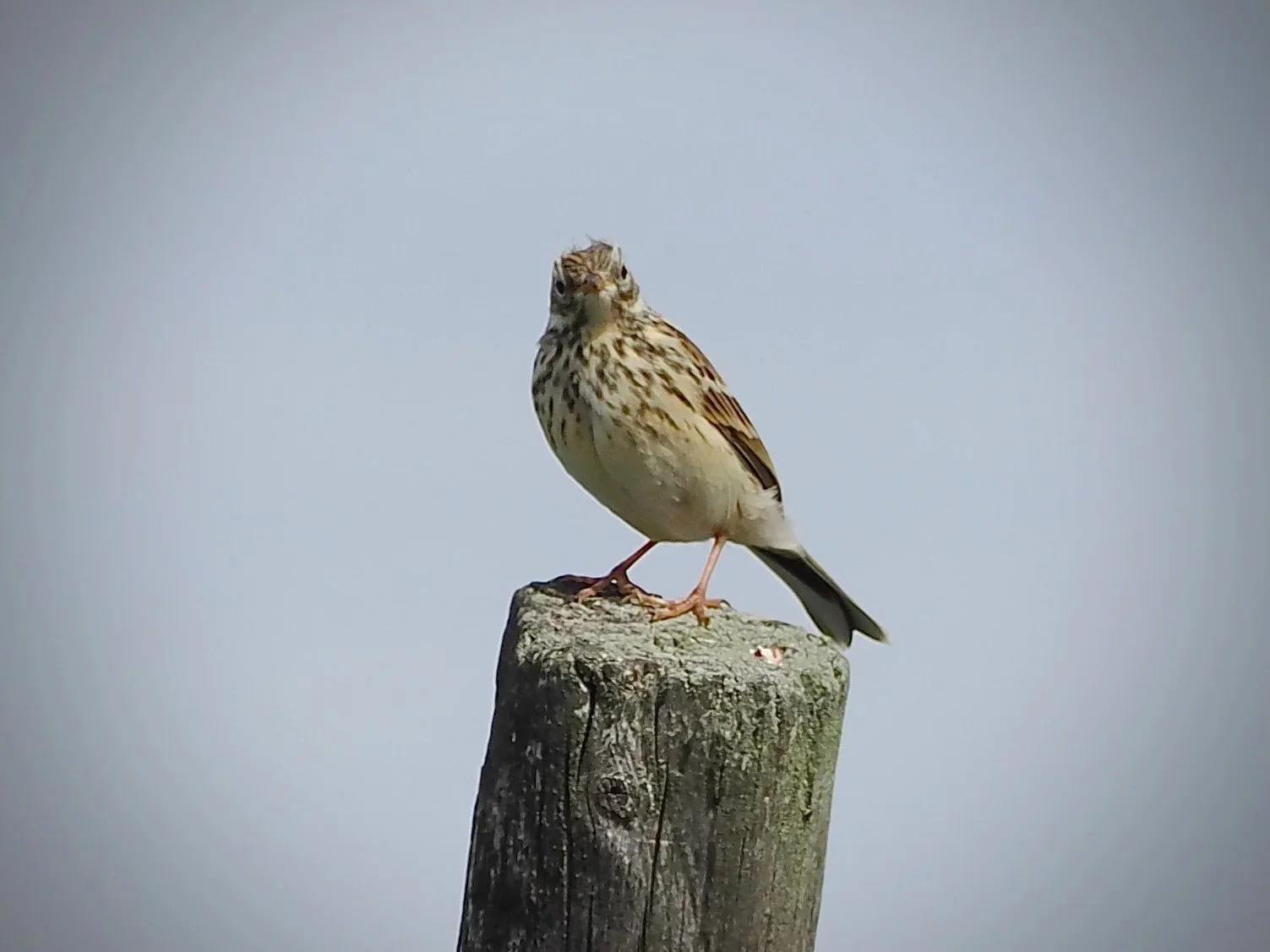 Look at that - Meadow Pippit with attitude!