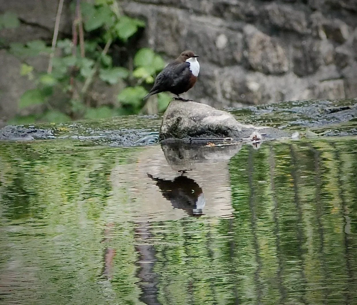 I have just noticed how the Dipper has somehow framed his reflection, no idea what that is, must be a sign or notice board of some sort