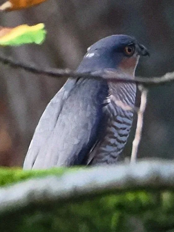 I was getting photos of a flurry of Long-tailed tits  near the Torr Vale Tap and Millenium Walkway, and suddenly this Sparrowhawk ghosted past into the trees
