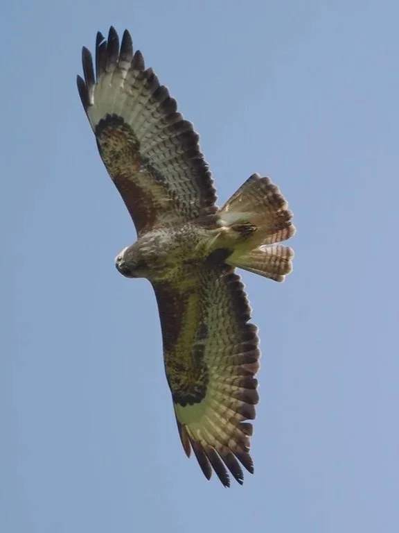 This is what a vole feels like, being spotted by a Buzzard