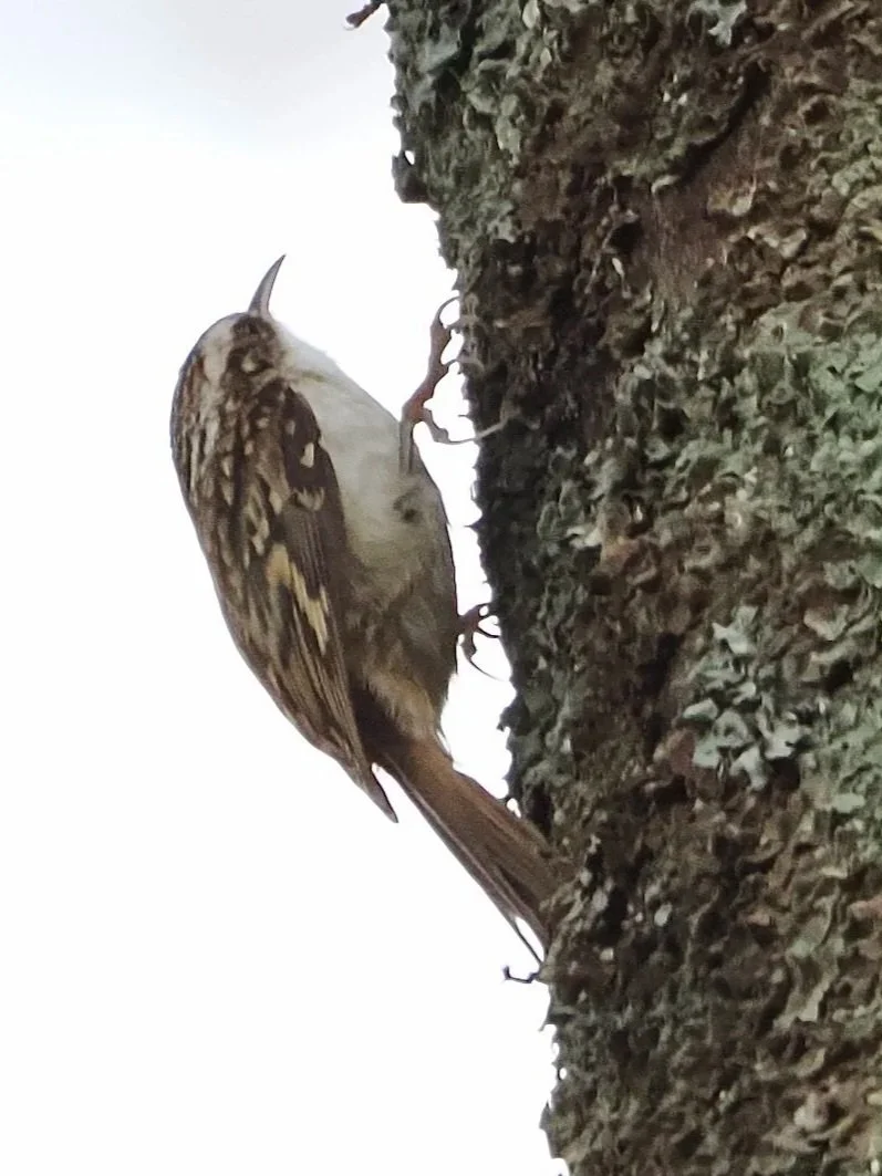 "I really like its big paws" someone said to me