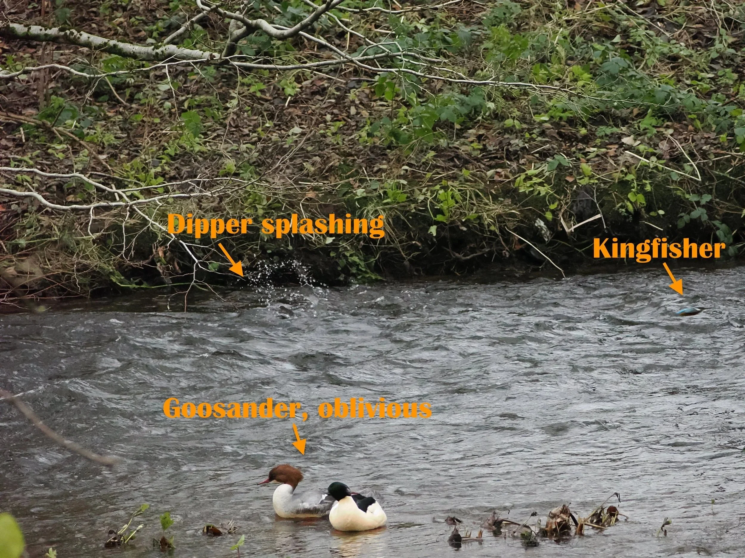 (I think ithis one only works on desktop site, not on mobile). Goosanders oblivious to the manic Dipper splashing and Kingfisher flashing past