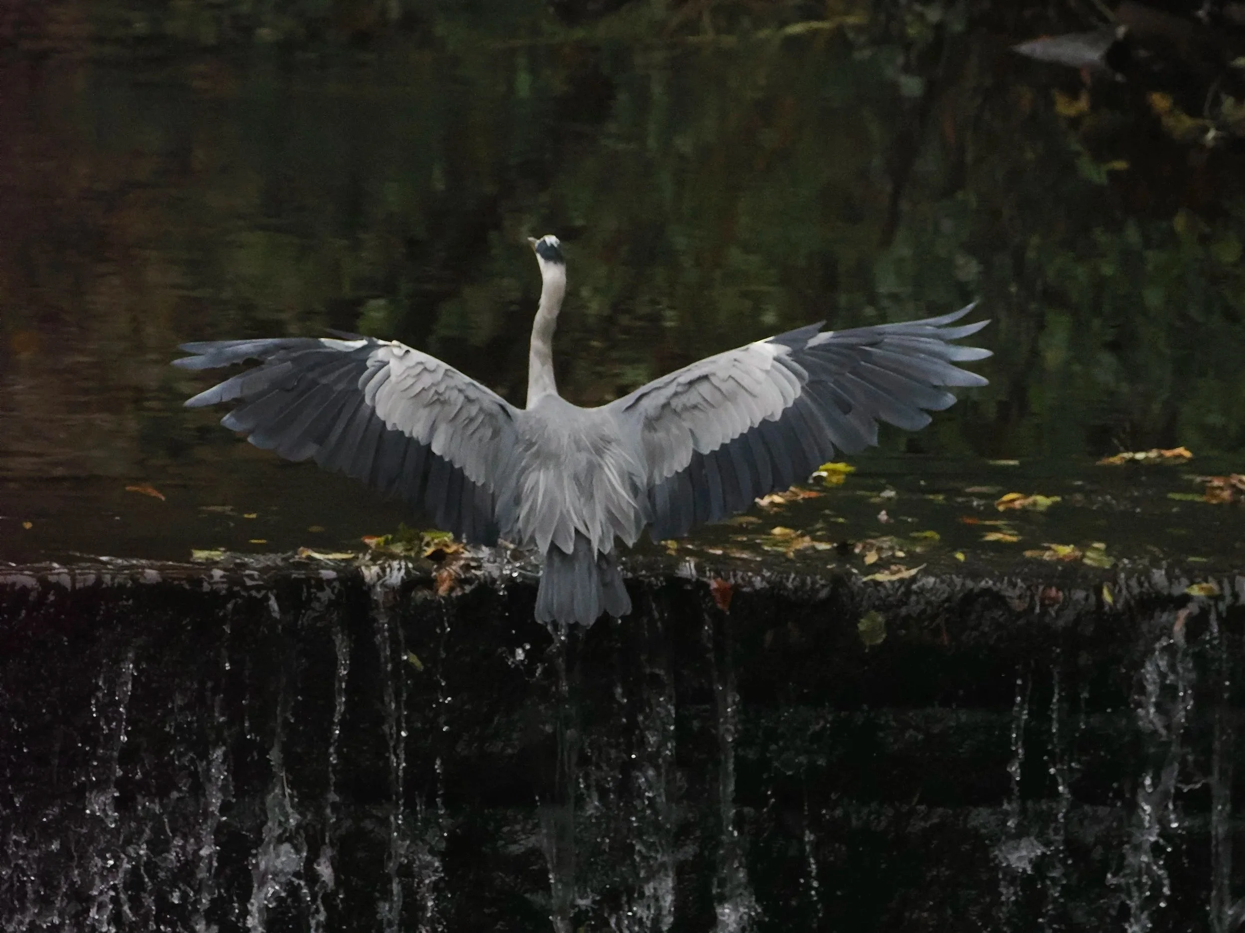 Heron above Torrs Hydro Waterfall