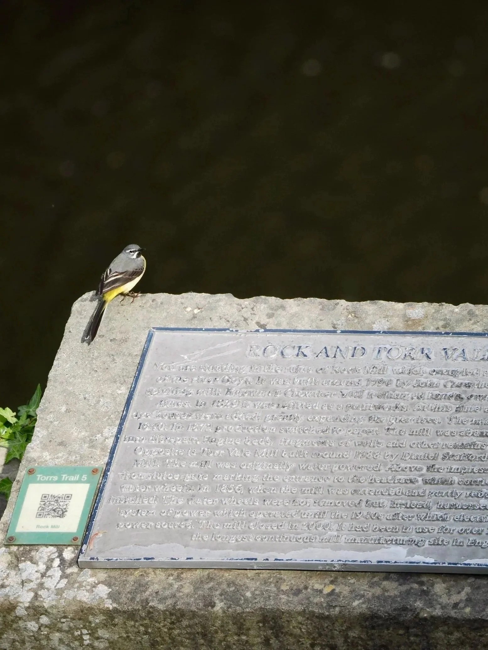Grey Wagtail, reading all about the history of Torr Vale Mill, the UK's longest serving Cotton Mill (1780s to 2000).   Now home to the excellent  Torr Vale Tap, and the superb Cheese Wheel