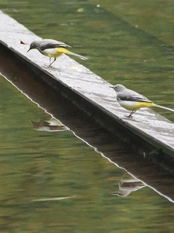 "Is this the right train line?"